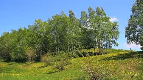 Trees on the hill Vídeo Stock 12123298