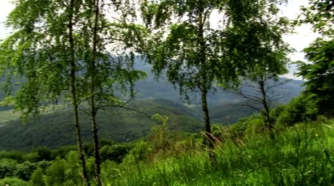 Trees on the hill Stock Footage 68803936