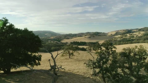 Trees on hill Stock-Footage 139051061