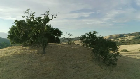 Trees on hill Stock-Footage 139051114