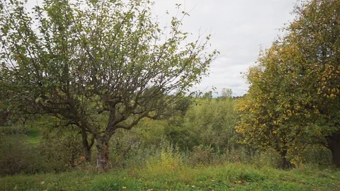 Trees on a hill overlooking the vineyards Stock Footage 117907832