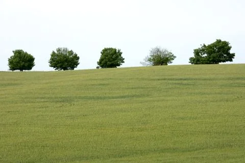 Trees on a hill Stock Photos