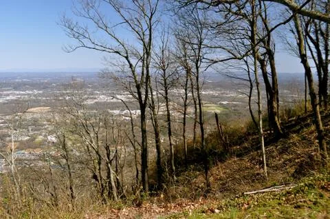 Trees on a hill Fotos Stock