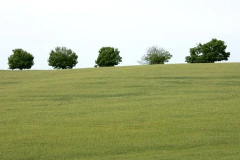Trees on a Hill Stock Photos