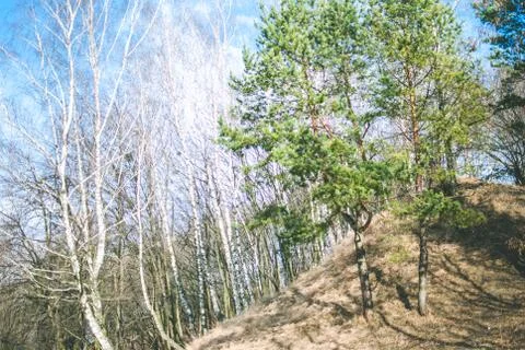 Trees on the hill Stock Photos