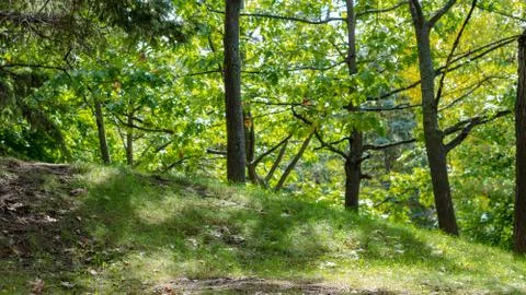Trees on Hill Stock Photos