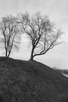 Trees On A Hill Stock Photos