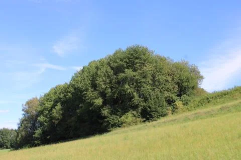 Trees on a hill. Stock Photos