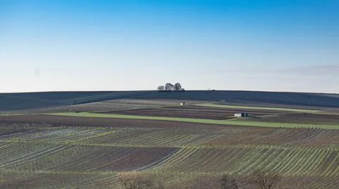 Trees on Hill Stock Photos