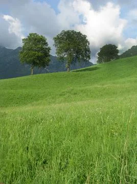 Trees on the hill Stock Photos