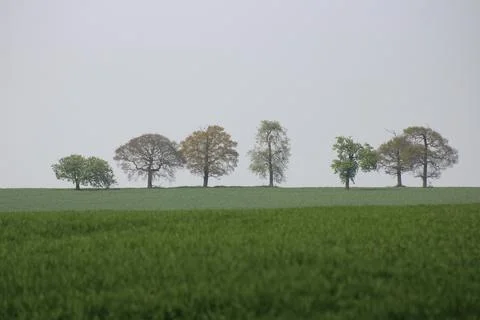 Trees on a hill Stock Photos