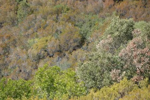 Trees on a hill Stock-Fotos