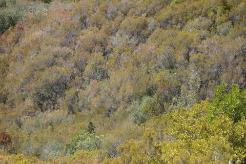 Trees on a hill Stock-Fotos