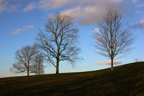 Trees on a hill 写真素材