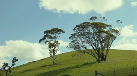 Trees on the hill serenity Video stock 42484731