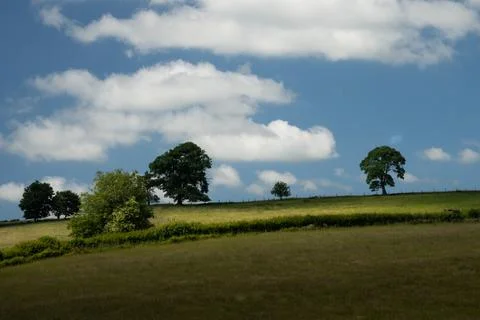 Trees on hill shadowed by clouds 스톡 사진