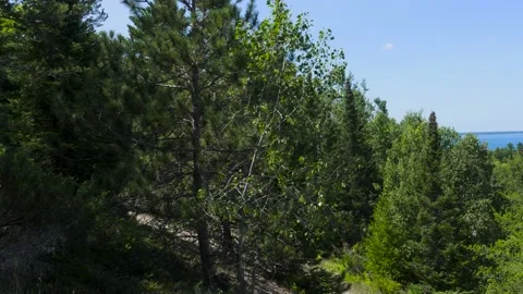 Trees on Hill Slope with view of Lake Stock Footage 166584807