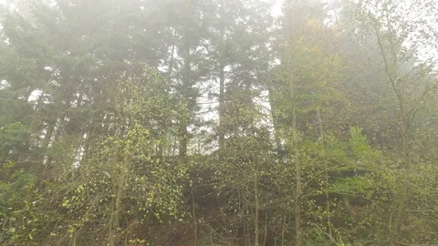 Trees on a Hill Stream in Valley Sad Cloudy Day Camera Shifts to Stony Bottom Stock Footage 71633694