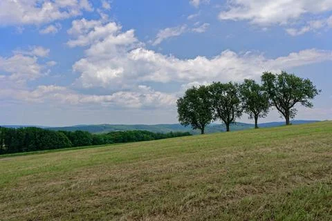 Trees on a hill in summer Stock Photos