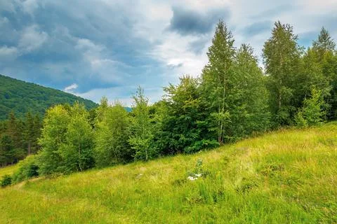 Trees on the hill in summer scenery Stock Photos