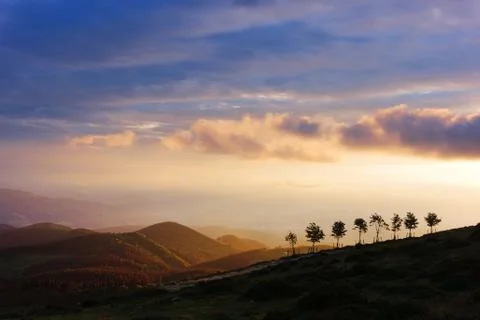 Trees on hill at sunset Stock Photos