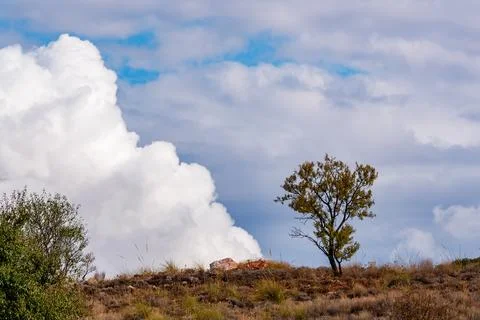 Trees on a Hill with Towering Clouds Stock Photos