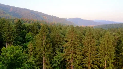 Trees with hills in backround Stock Footage 311996891