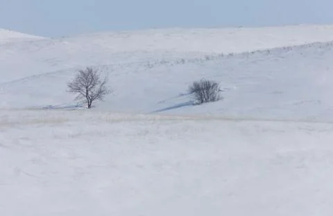 Trees in the hills Stock Photos