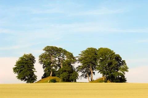Trees on hills Stock Photos