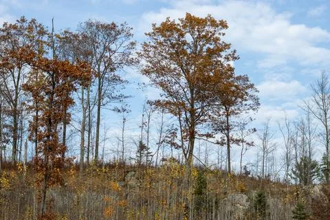 Trees on the hillside in the fall Stock Photos