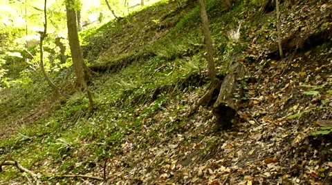 Trees on a Hillside Video stock 60585172