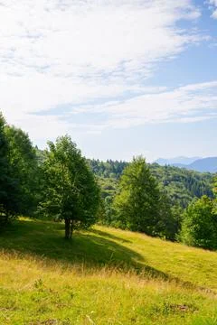 Trees on the hillside glade Stock Photos
