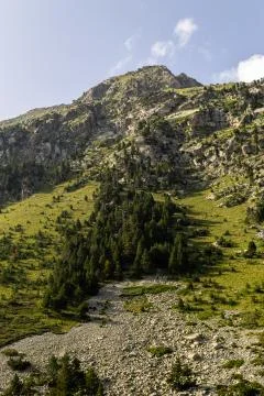 Trees on the Hillside Stock Photos