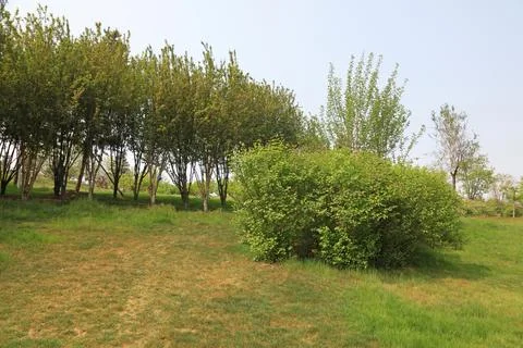 Trees on the hillside Stock Photos