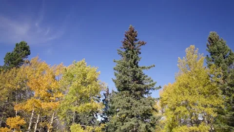 Trees of Hinton, Alberta in Autumn Stock Footage 255758899