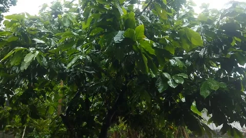 Trees hit by heavy rains Stock Footage 217874721
