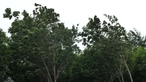 Trees hit by storm, trees with rainstorm, weather Stock Footage 139848080