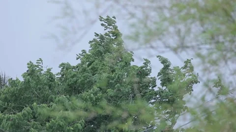 Trees hit by strong winds, rainstorms, strong winds before rain. Stock Footage 139000313