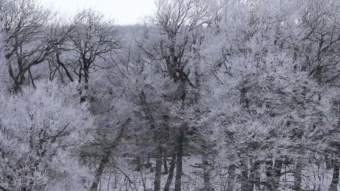 Trees in hoarfrost Stock-Footage 83774448