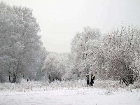 Trees in hoarfrost Stock Photos