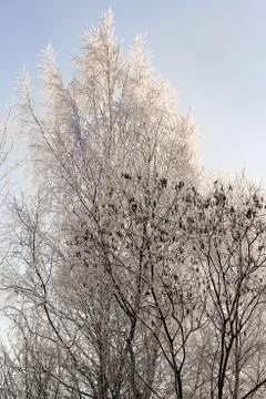 Trees in the hoarfrost. Photos