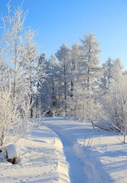 Trees in hoarfrost Fotos de archivo