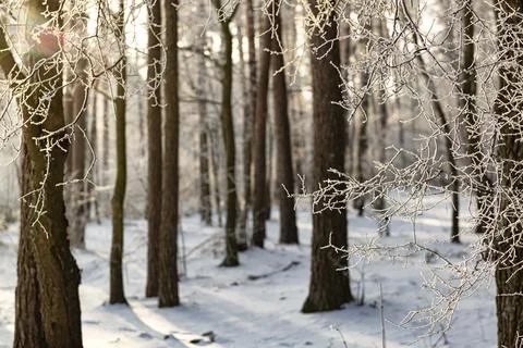 Trees with hoarfrost 스톡 사진