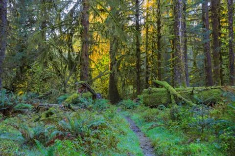 Trees in Hoh Rainforest Stock Photos