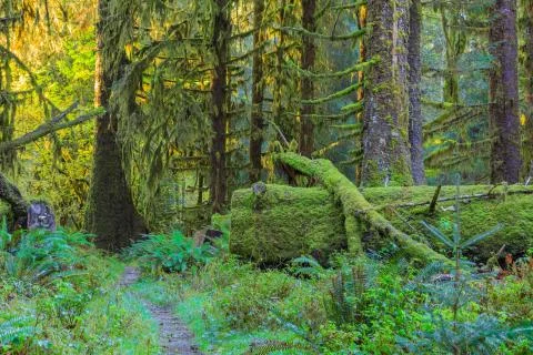 Trees in Hoh Rainforest Stock Photos