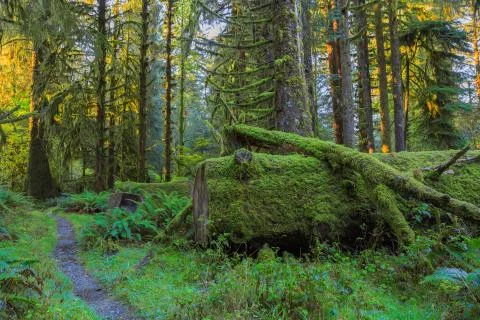 Trees in Hoh Rainforest Stock Photos