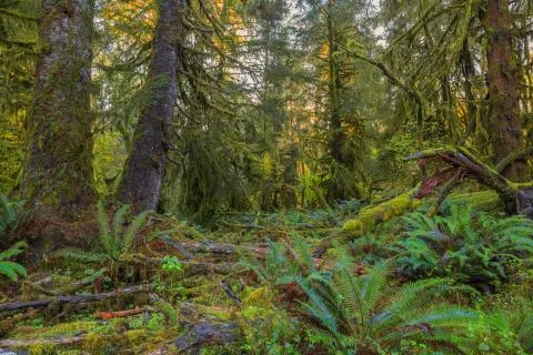 Trees in Hoh Rainforest Stock Photos