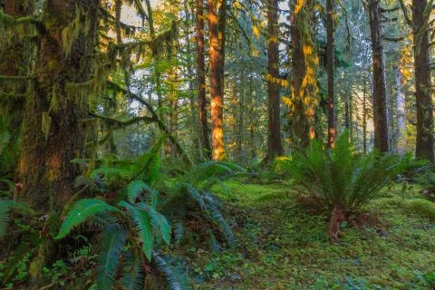 Trees in Hoh Rainforest Stock Photos