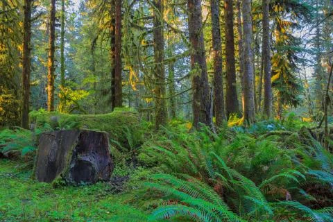 Trees in Hoh Rainforest Fotos de archivo