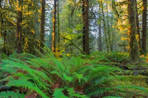 Trees in Hoh Rainforest Stock Photos